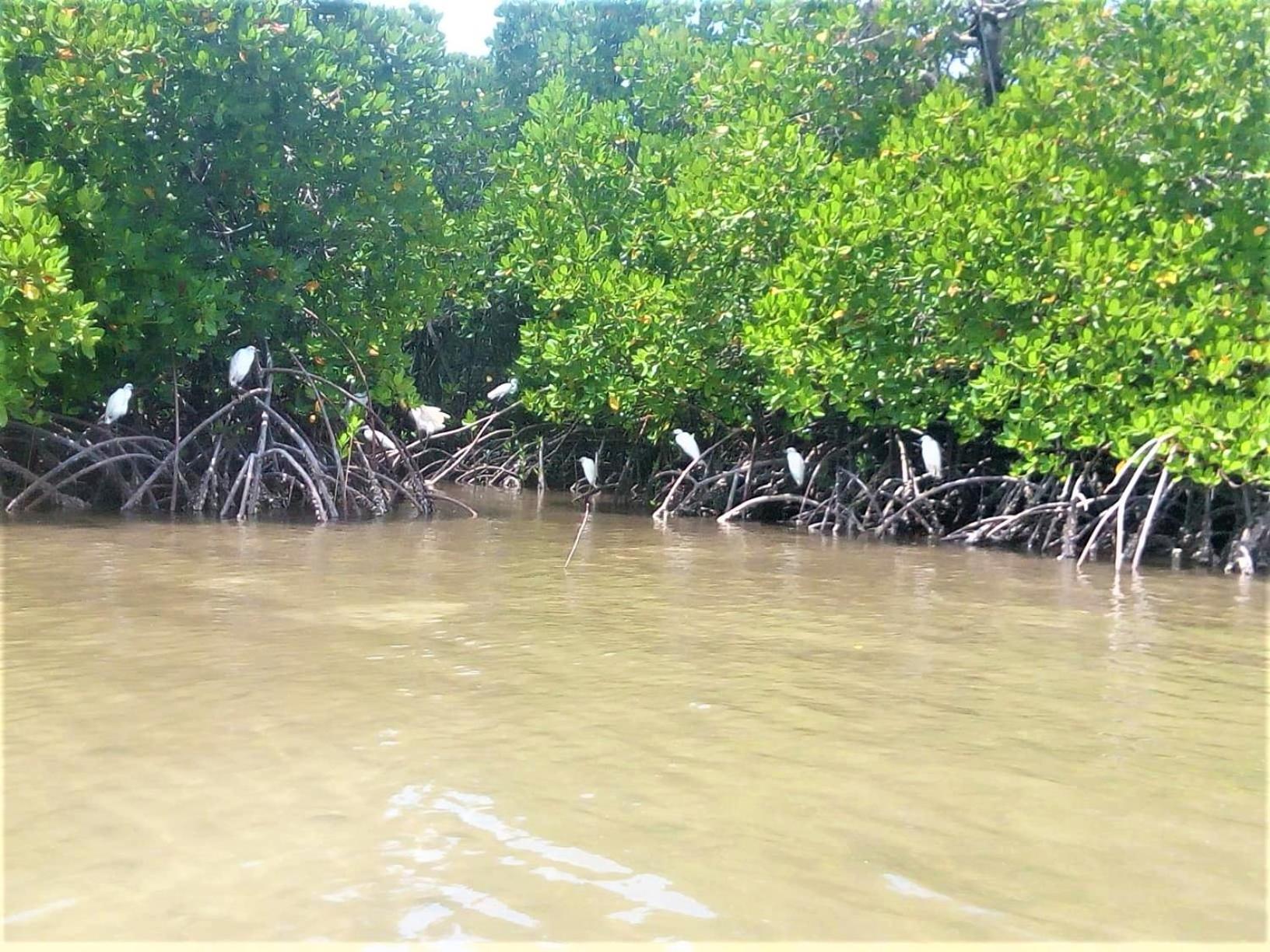 Mida Creek Nature Camp Watamu Exteriör bild